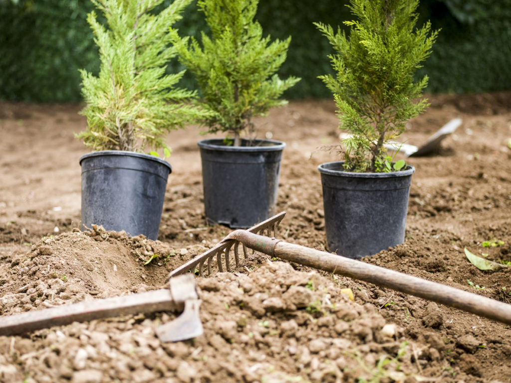 Plant Installation Service