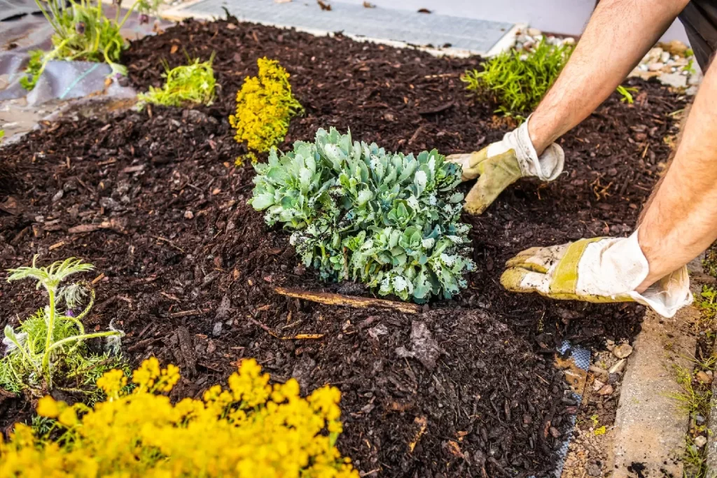 Plant Installation Service