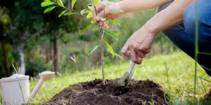 Plant Installation